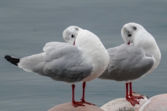 ユリカモメ　冬鳥　全長40cm　2019/02/28