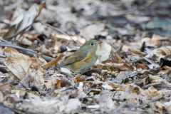 ルリビタキ　オス　漂鳥　全長14cm