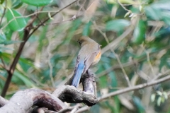 ルリビタキ（オス）漂鳥　全長14cm