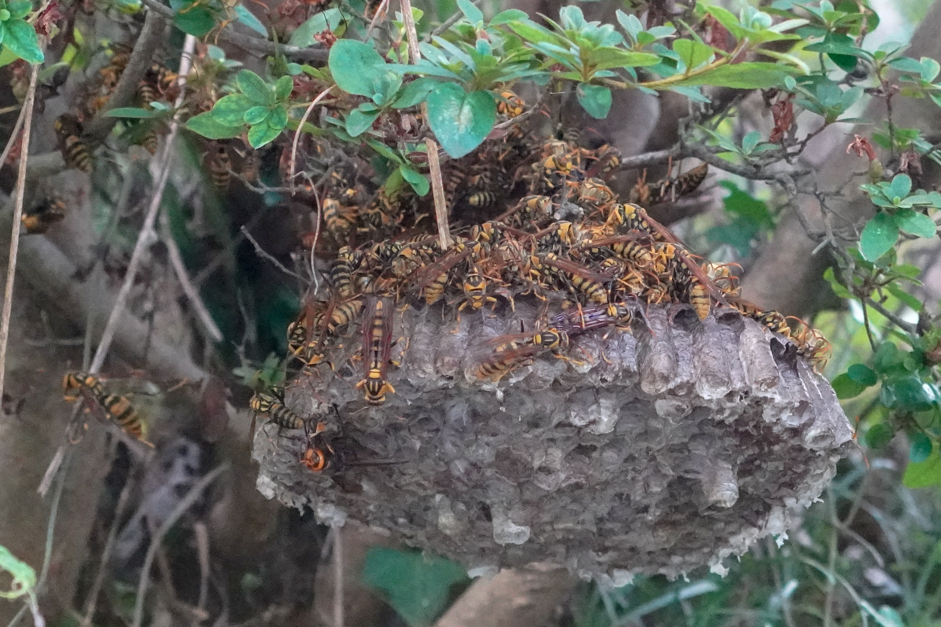 セグロアシナガバチの大きな巣