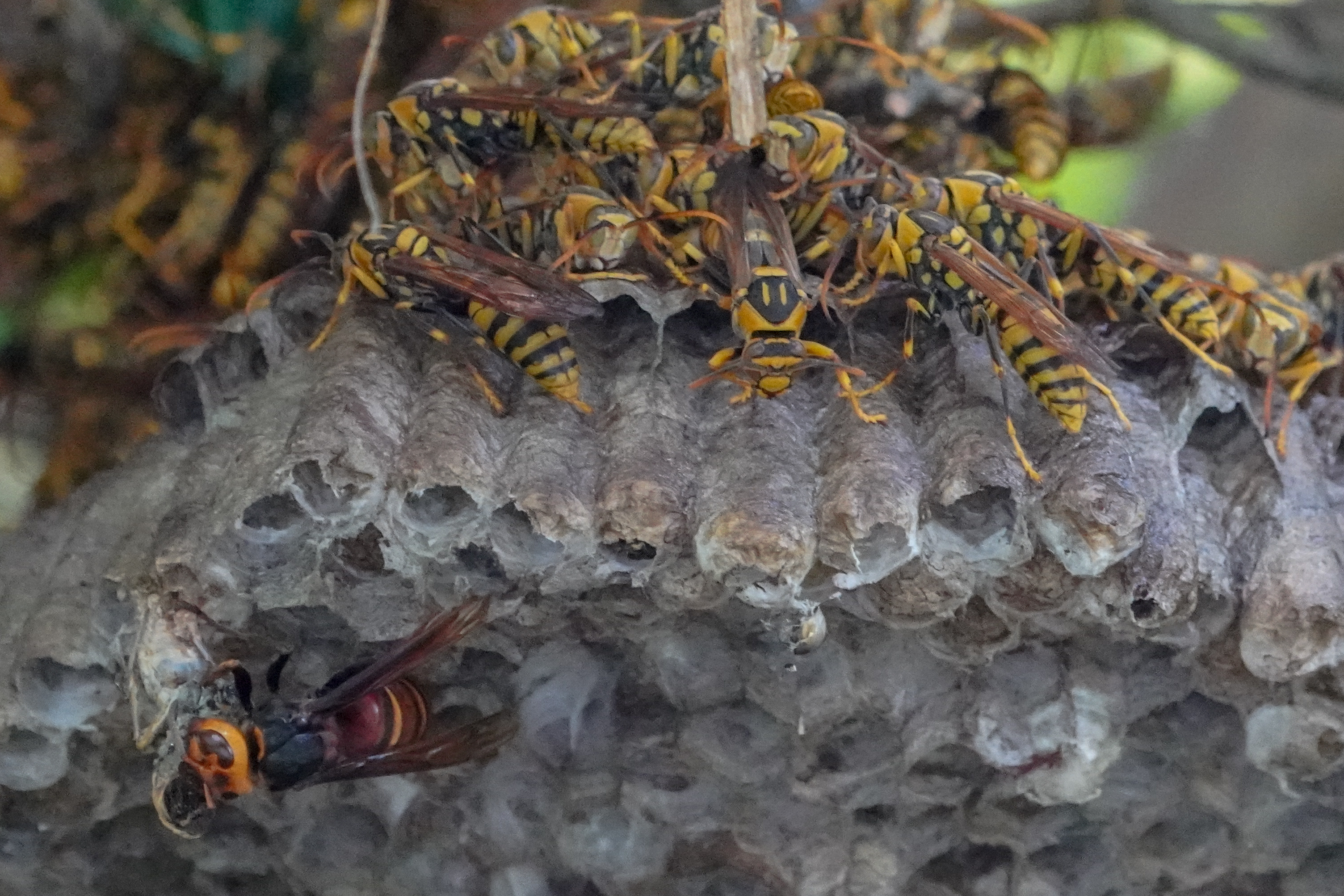 ヒメスズメバチとセグロアシナガバチ