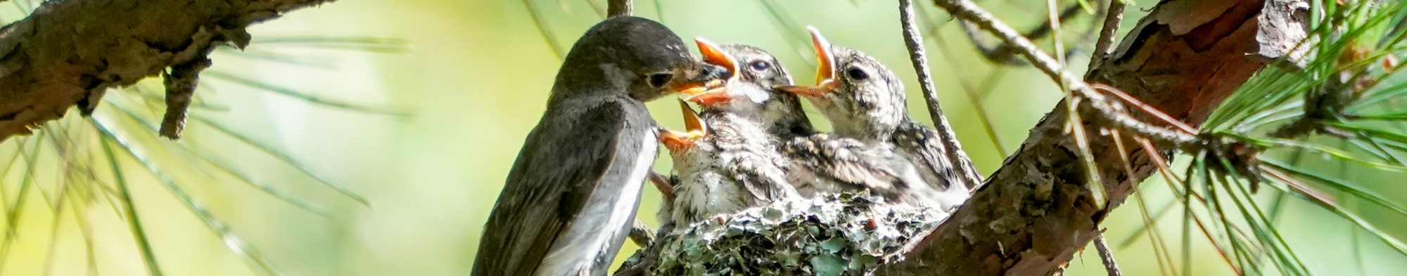 里山爺の野鳥ブログ